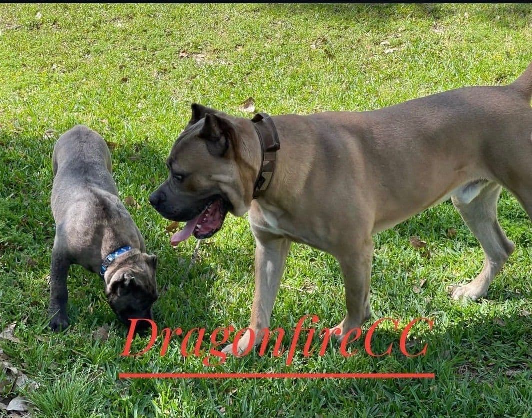 Cane Corso Puppies breeder image 3