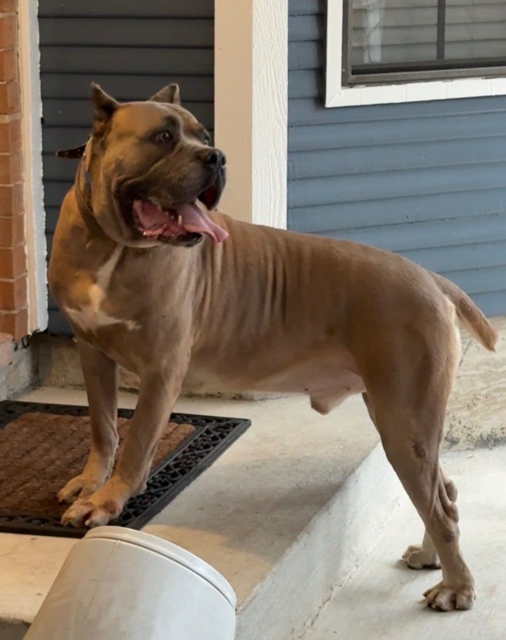 Cane Corso Puppies breeder image 7