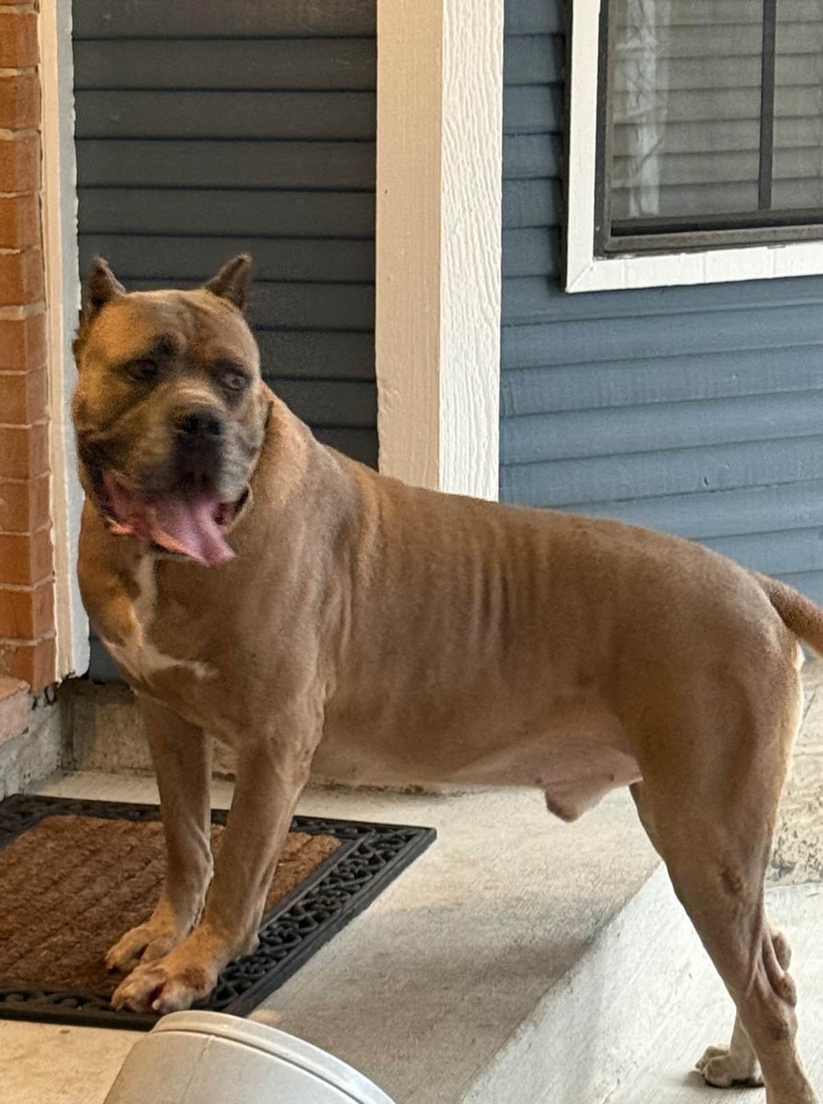 Cane Corso Puppies breeder image 6
