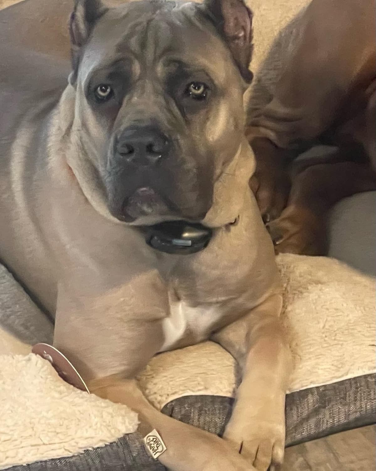 Cane Corso Puppies breeder image 14