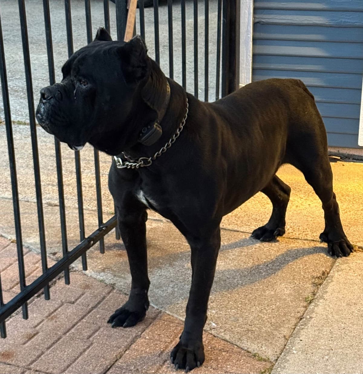 Cane Corso Puppies breeder image 8