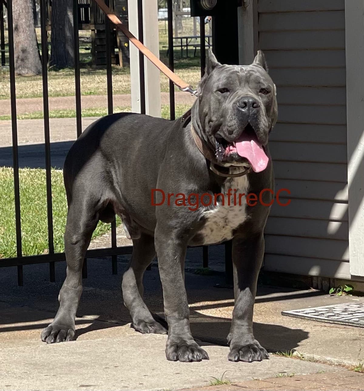 Cane Corso Puppies breeder image 10