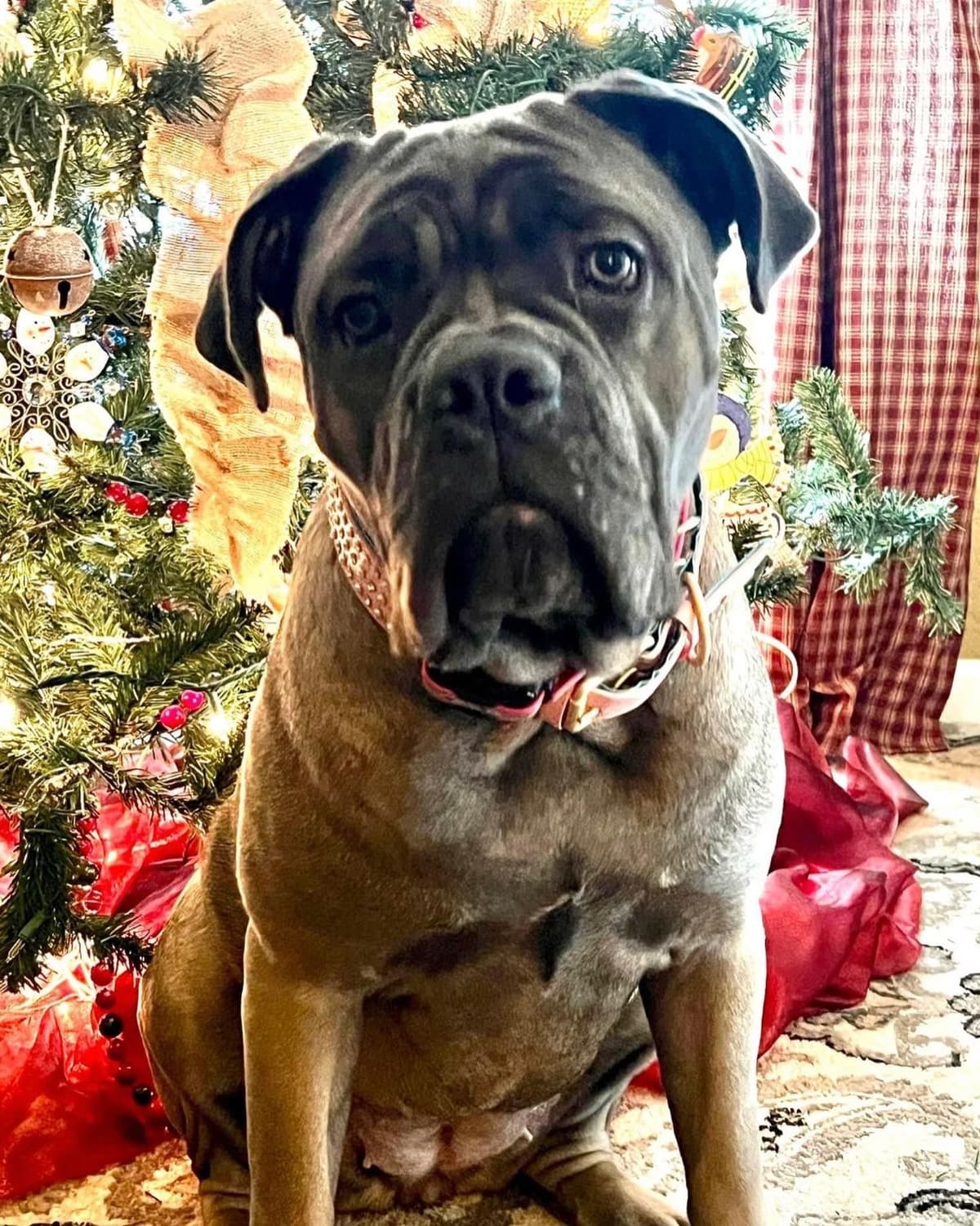 Cane Corso Puppies breeder image 16