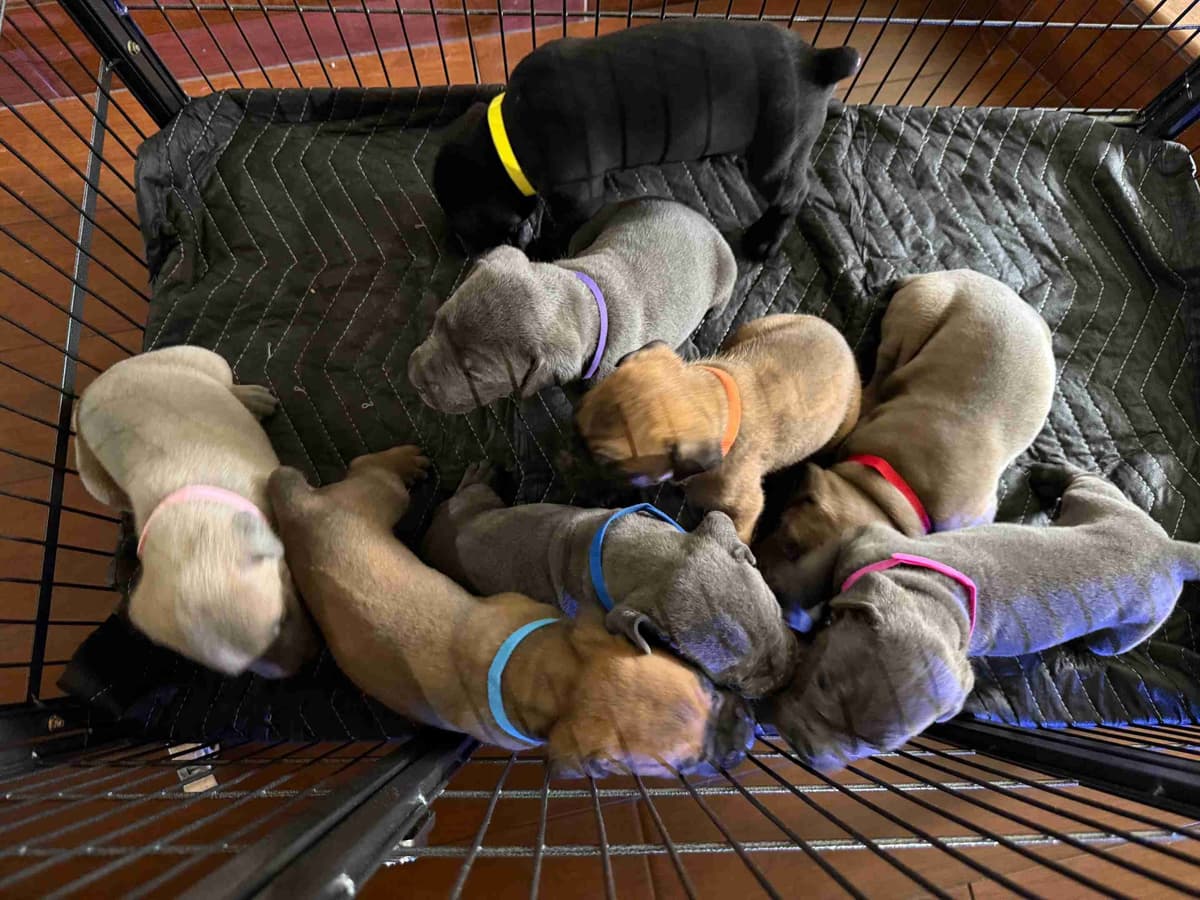 Cane Corso Puppies breeder image 17
