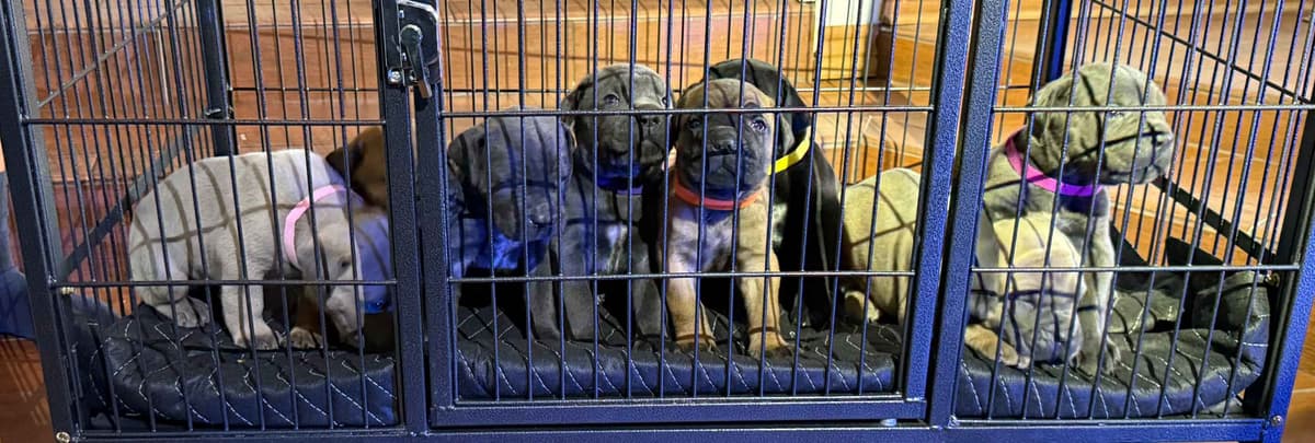 Cane Corso Puppies breeder image 18