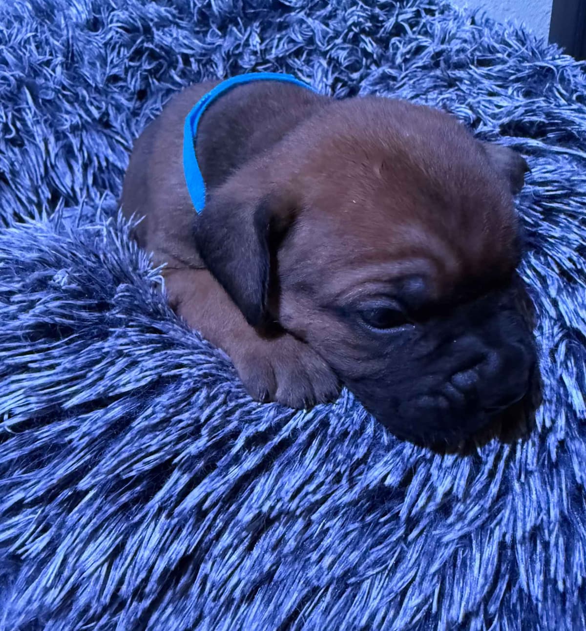 Cane Corso Puppies breeder image 20