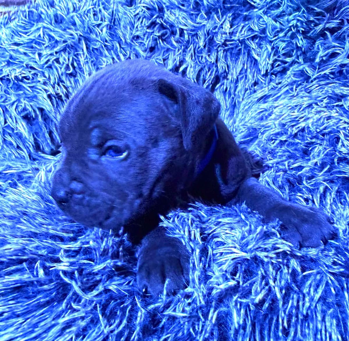 Cane Corso Puppies breeder image 19