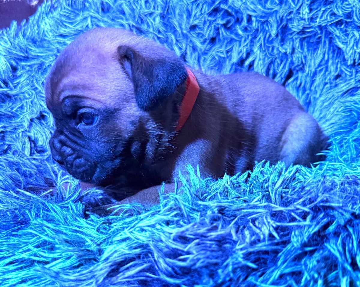 Cane Corso Puppies breeder image 21