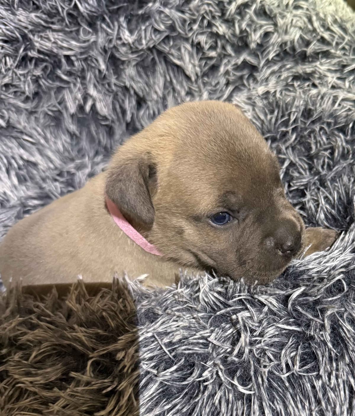 Cane Corso Puppies breeder image 22