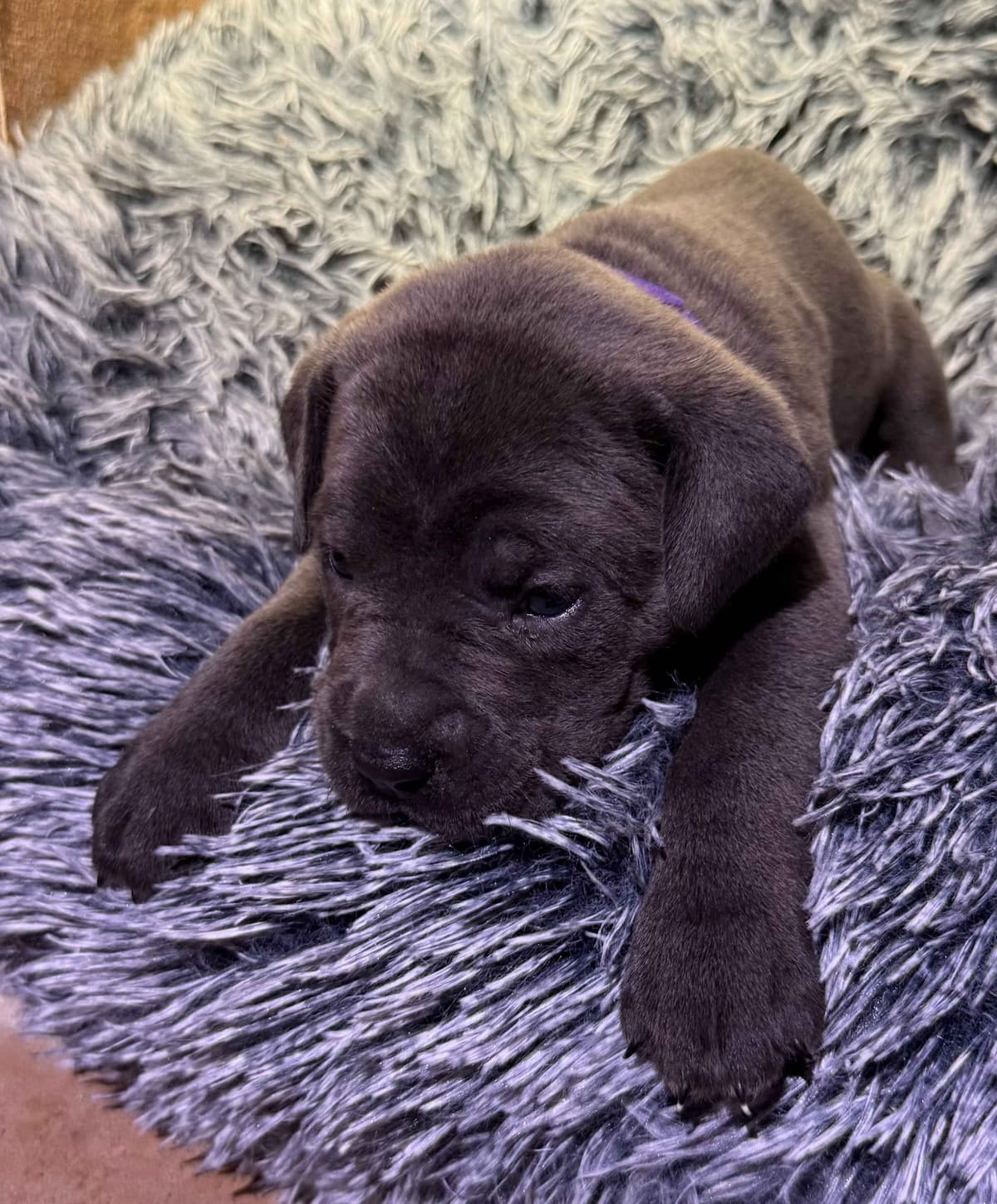 Cane Corso Puppies breeder image 24