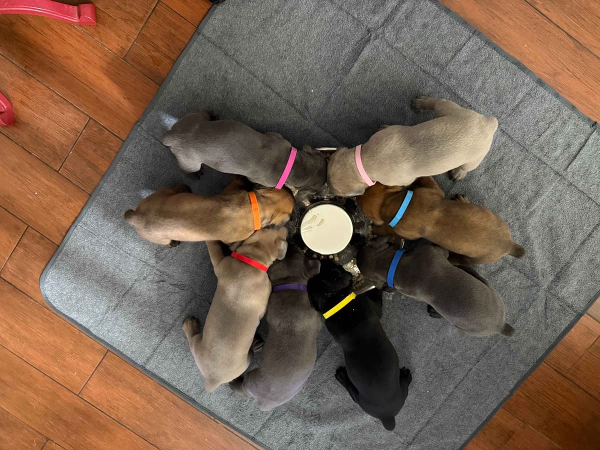 Cane Corso Puppies breeder image 2