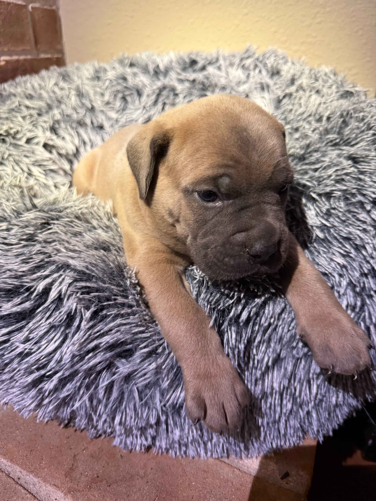 Cane Corso Puppies breeder image 27