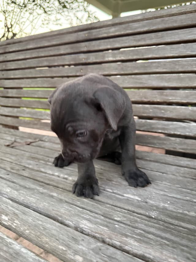 Cane Corso Puppies media 5