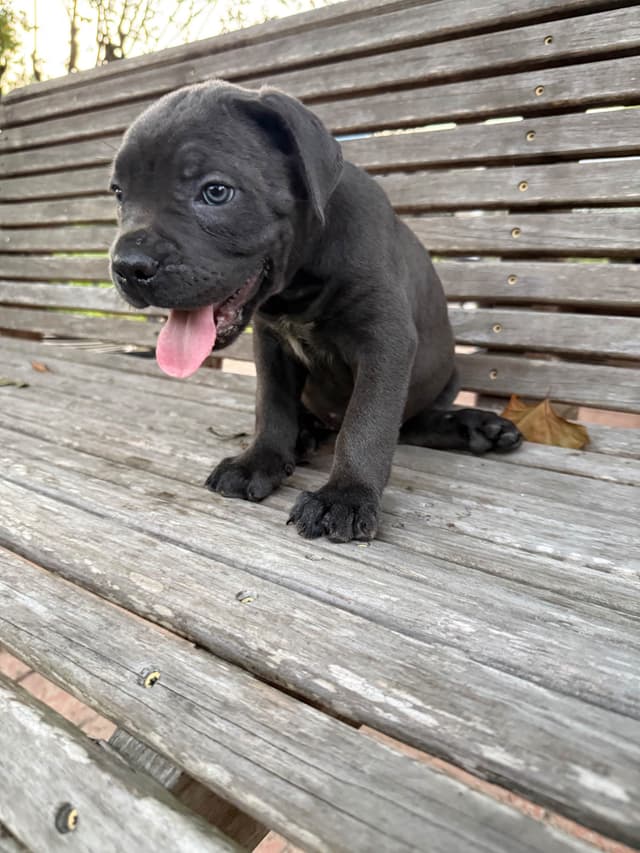 Cane Corso Puppies media 6