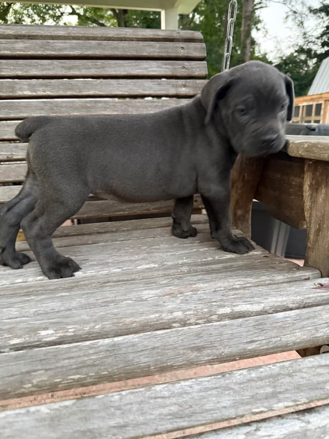 Cane Corso Puppies media 4