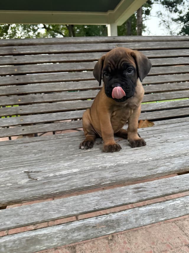 Cane Corso Puppies media 8
