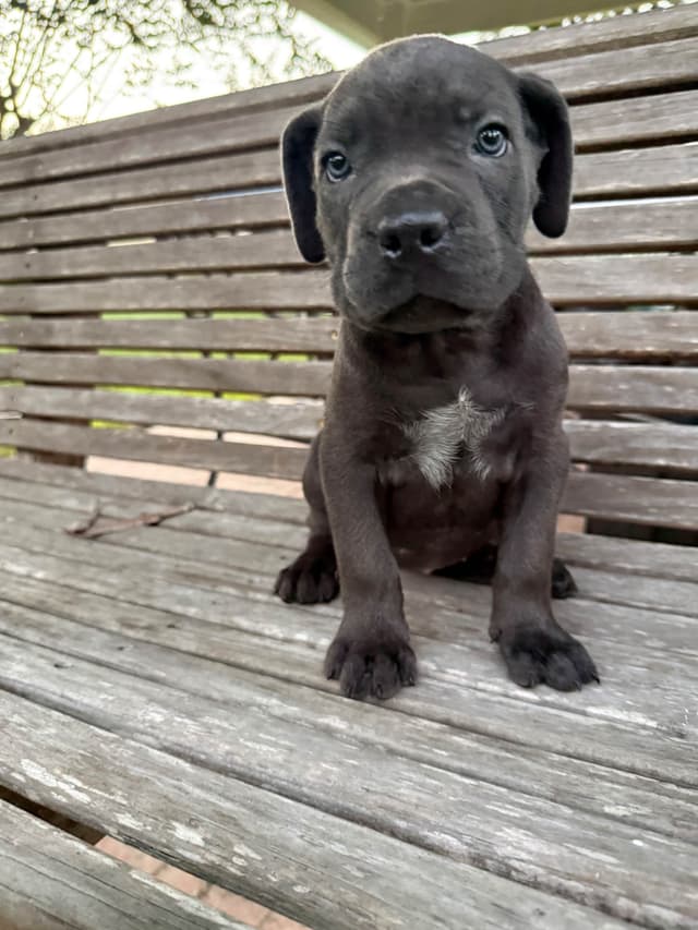 Cane Corso Puppies media 16