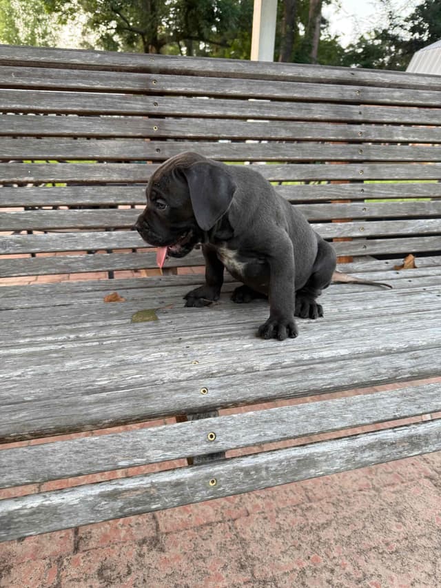 Cane Corso Puppies media 28
