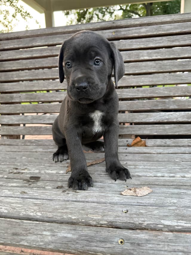 Cane Corso Puppies media 12