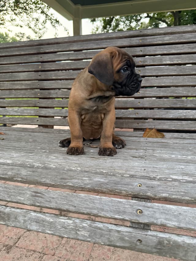 Cane Corso Puppies media 13