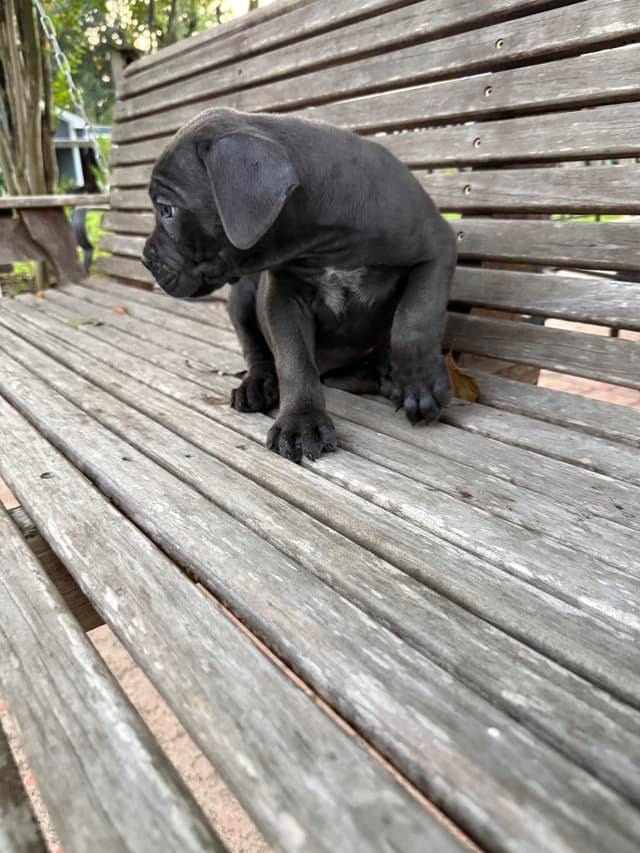 Cane Corso Puppies media 23