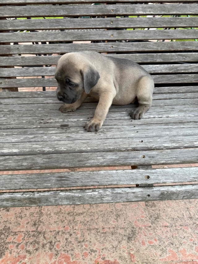Cane Corso Puppies media 11