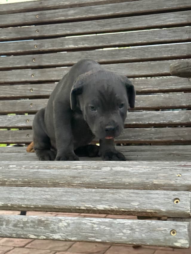Cane Corso Puppies media 14