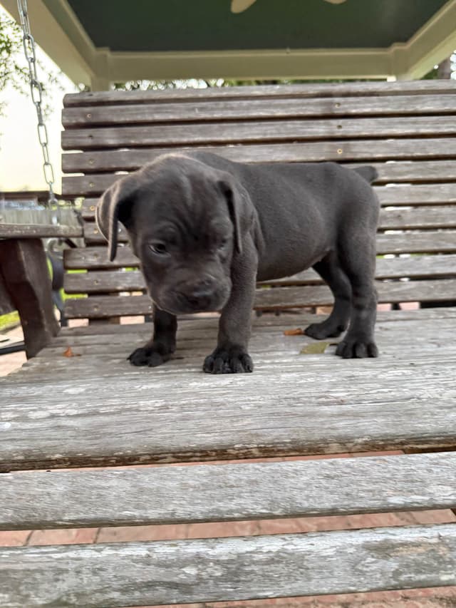 Cane Corso Puppies media 15