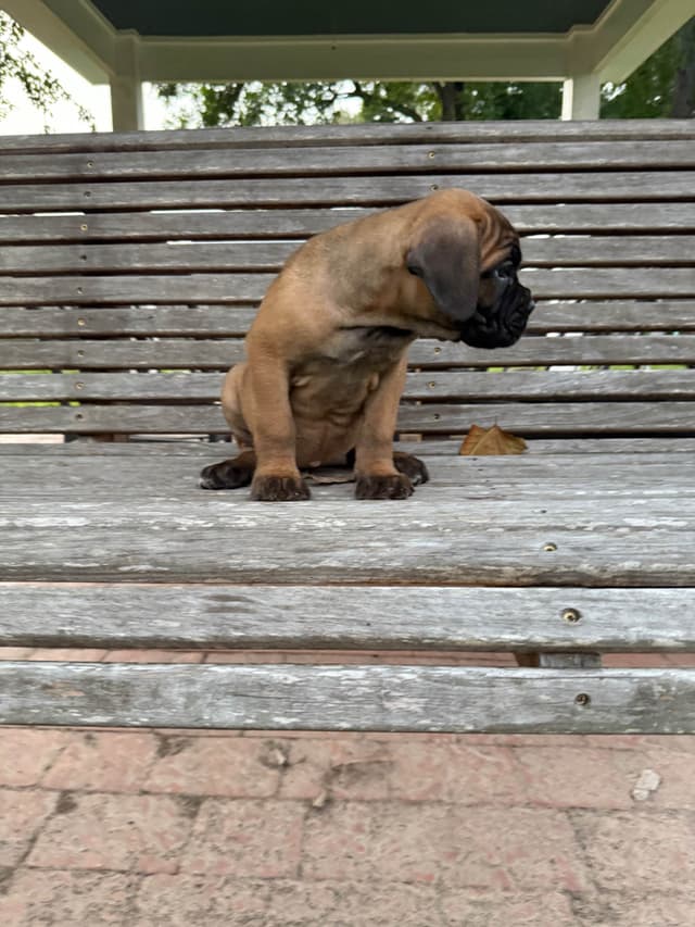 Cane Corso Puppies media 20
