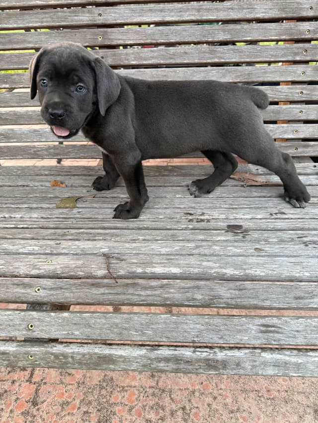 Cane Corso Puppies media 18