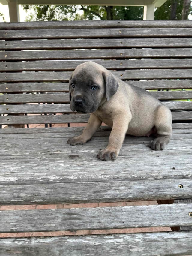 Cane Corso Puppies media 26