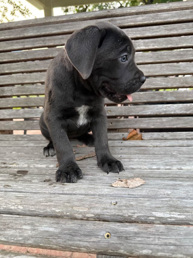 Cane Corso Puppies media 17