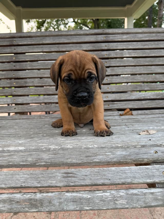 Cane Corso Puppies media 19