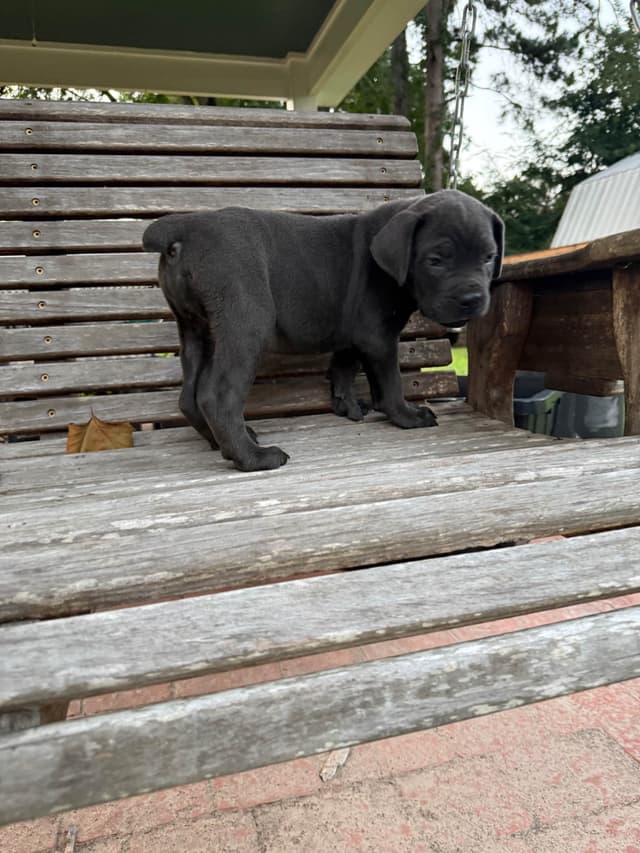 Cane Corso Puppies media 24