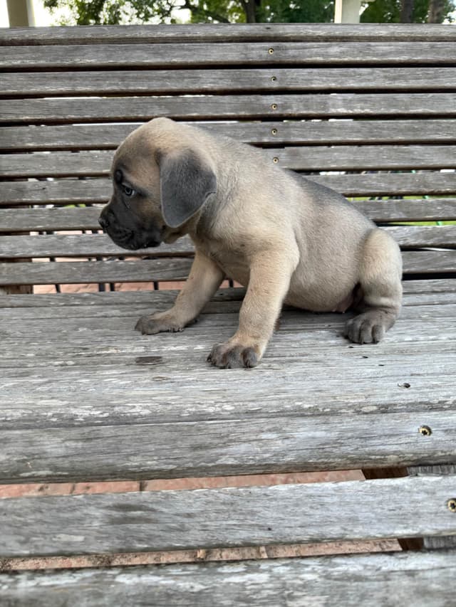Cane Corso Puppies media 21