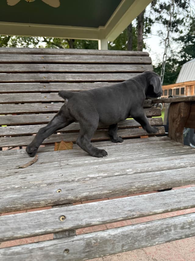 Cane Corso Puppies media 25