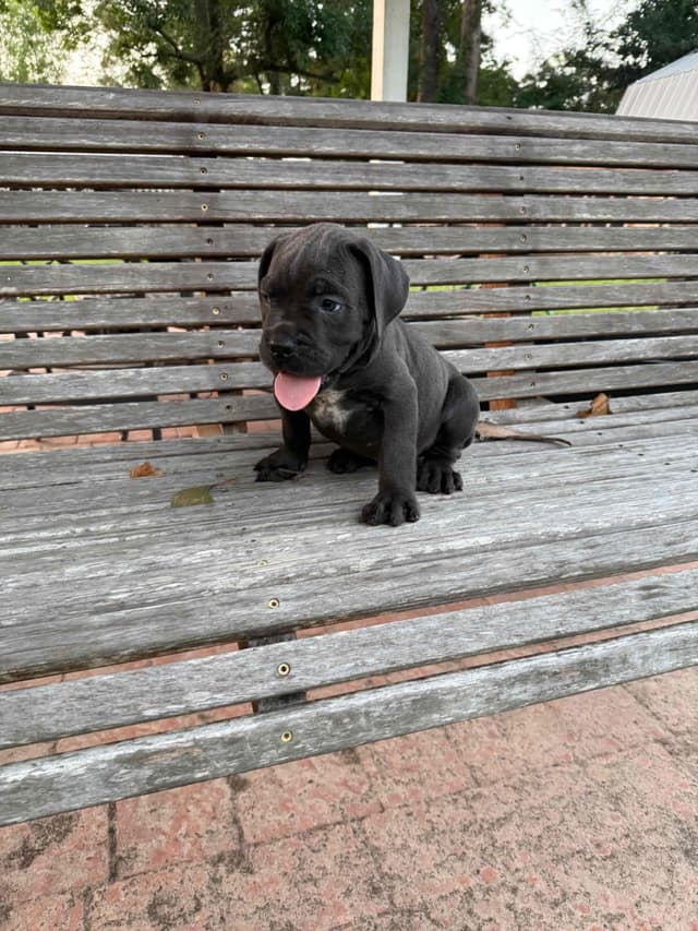 Cane Corso Puppies media 27
