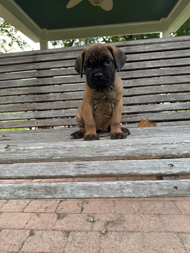 Cane Corso Puppies media 29