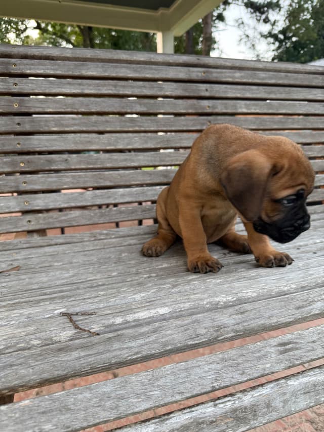 Cane Corso Puppies media 30