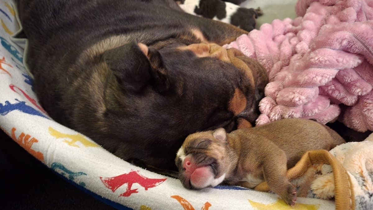 Englush Bulldog Puppies breeder image 6