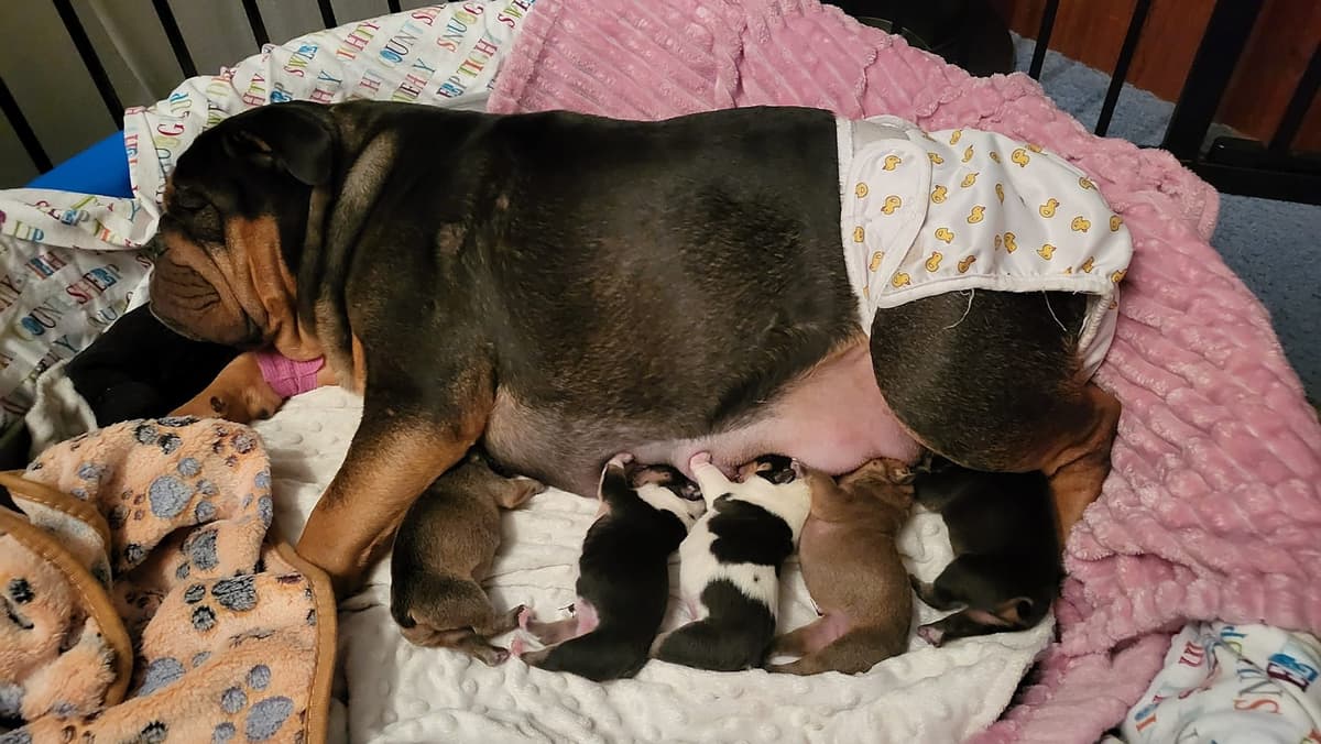 Englush Bulldog Puppies breeder image 3