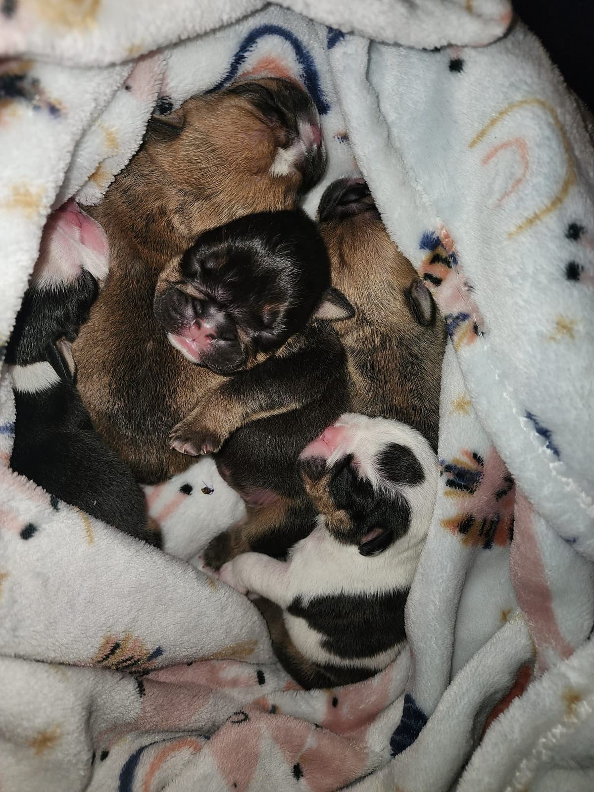 Englush Bulldog Puppies breeder image 4