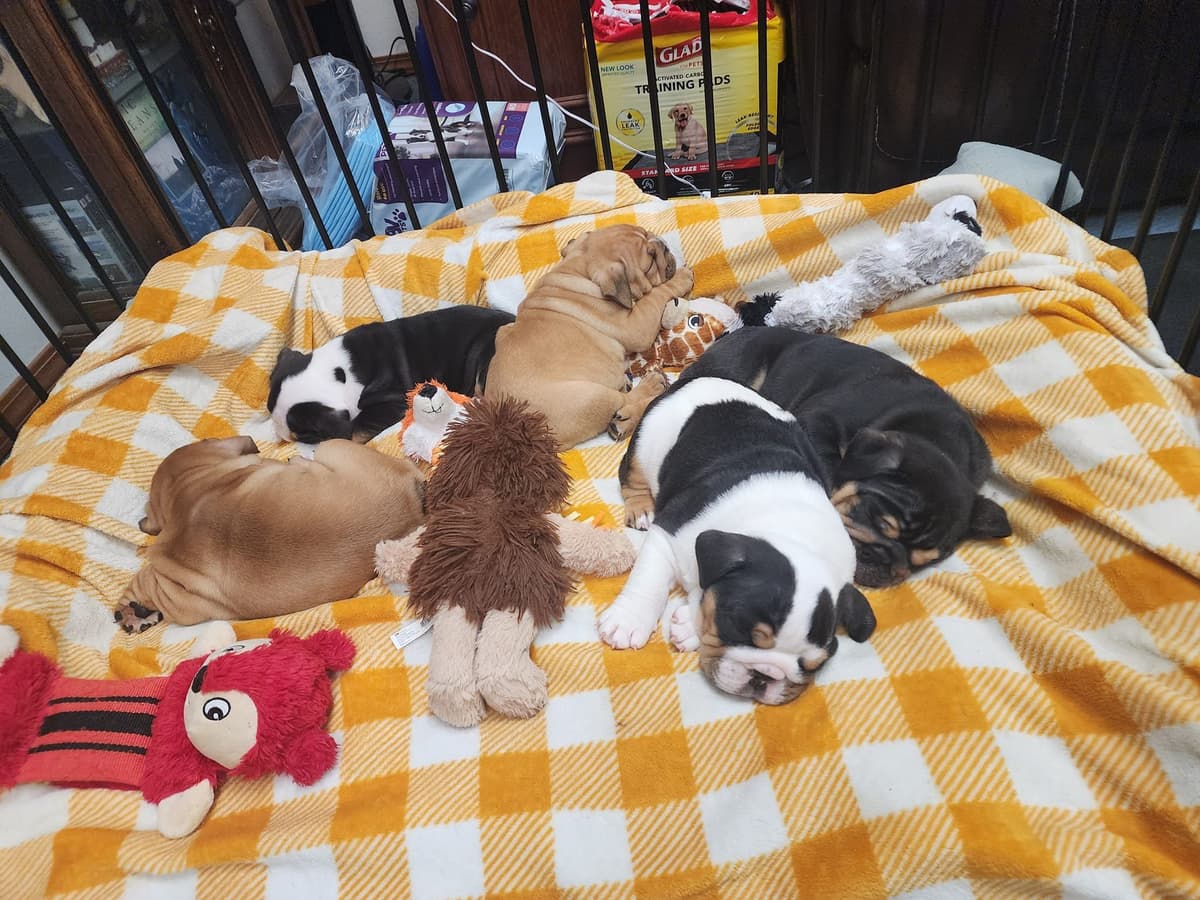 Englush Bulldog Puppies breeder image 7