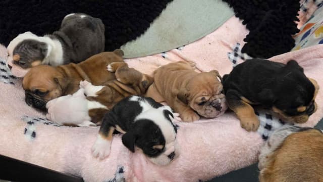 Englush Bulldog Puppies media 12