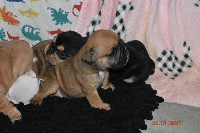 Englush Bulldog Puppies media 13