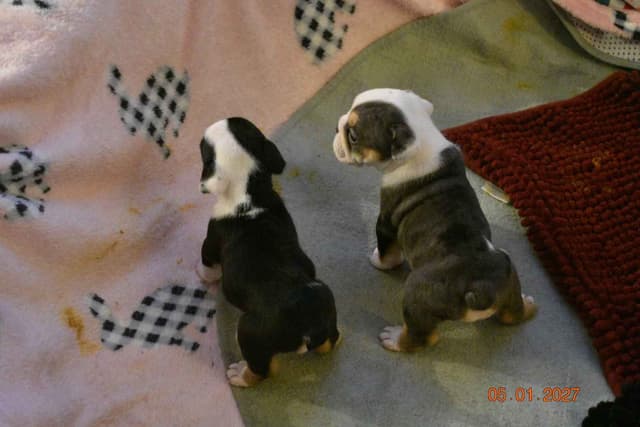 Englush Bulldog Puppies media 14
