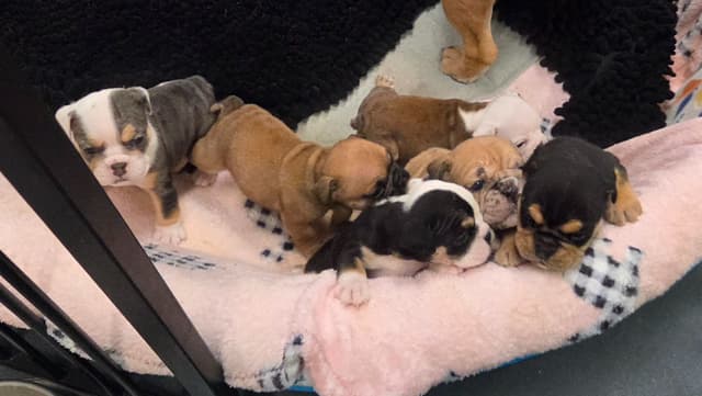 Englush Bulldog Puppies media 16