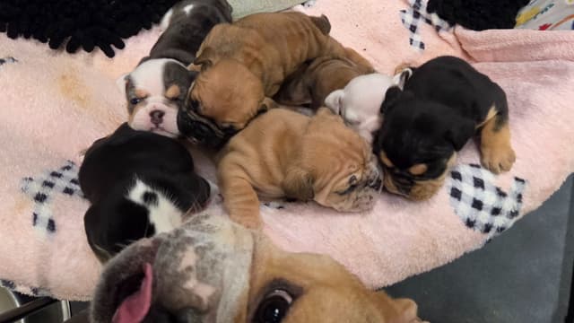 Englush Bulldog Puppies media 17