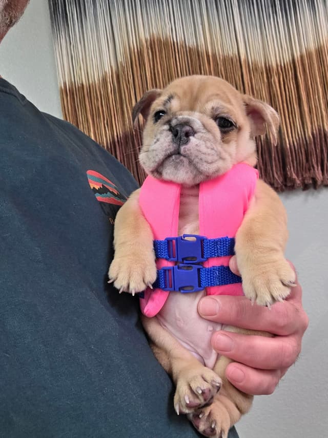 Englush Bulldog Puppies media 10