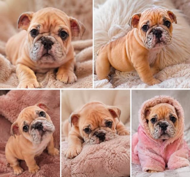 Englush Bulldog Puppies media 4